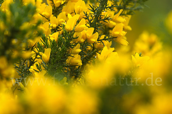 Stechginster (Ulex europaeus)