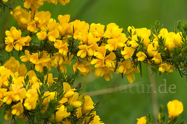 Stechginster (Ulex europaeus)