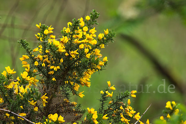 Stechginster (Ulex europaeus)