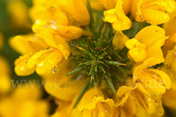 Stechginster (Ulex europaeus)