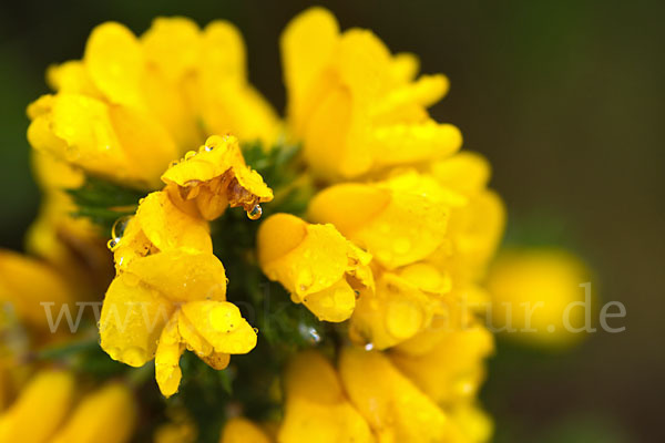 Stechginster (Ulex europaeus)