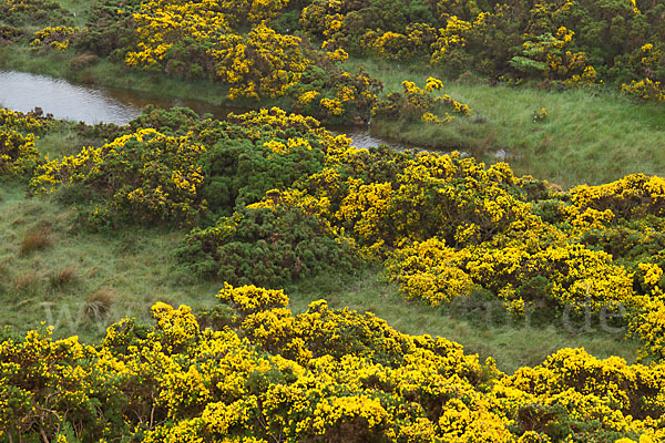 Stechginster (Ulex europaeus)