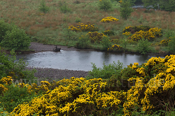 Stechginster (Ulex europaeus)