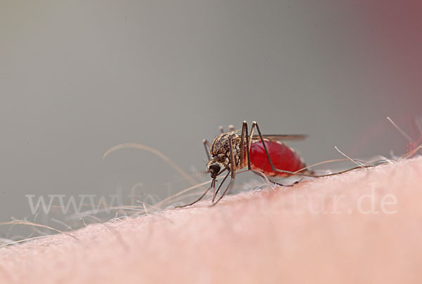 Stechmücke (Culicidae)