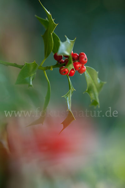 Stechpalme (Ilex aquifolium)