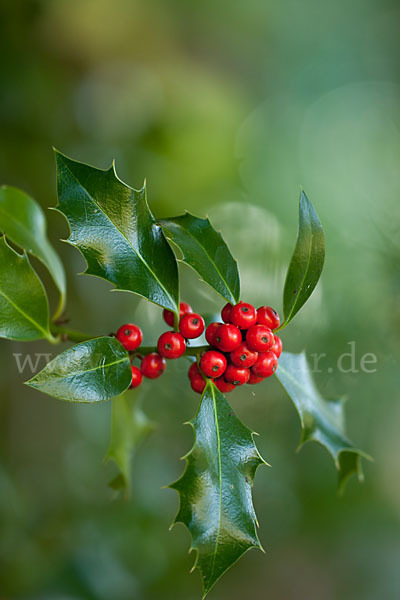 Stechpalme (Ilex aquifolium)