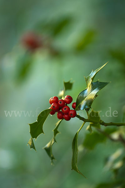 Stechpalme (Ilex aquifolium)