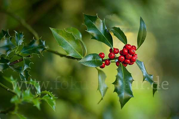 Stechpalme (Ilex aquifolium)