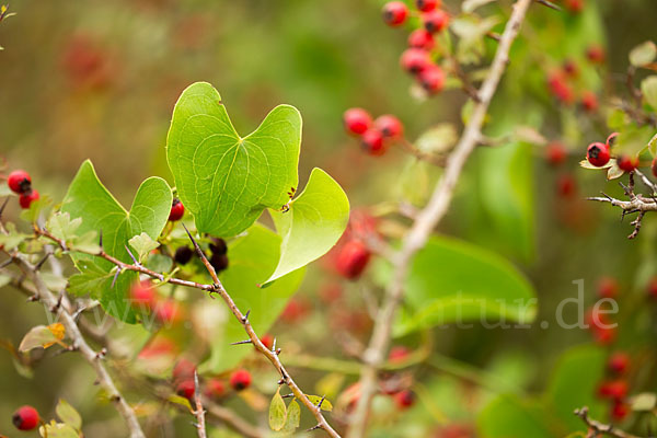 Stechwinde spec. (Smilax spec.)