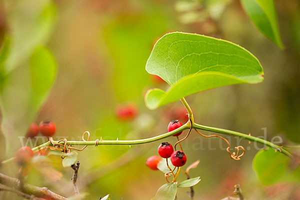 Stechwinde spec. (Smilax spec.)