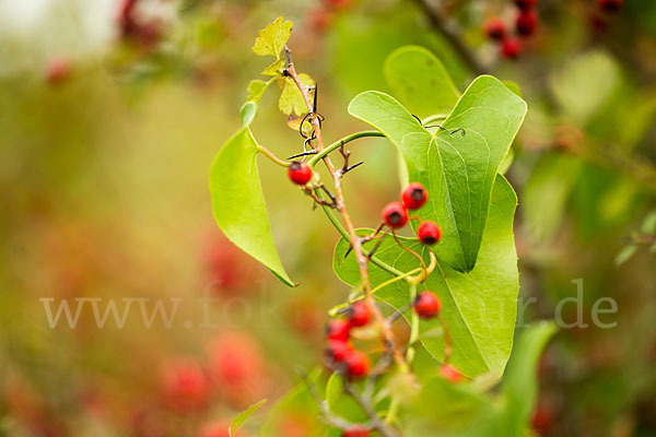 Stechwinde spec. (Smilax spec.)