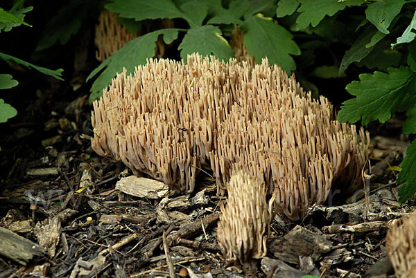 Steife Koralle (Ramaria stricta)