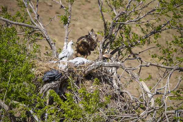 Steinadler (Aquila chrysaetos)