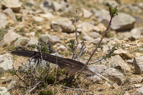 Steinadler (Aquila chrysaetos)