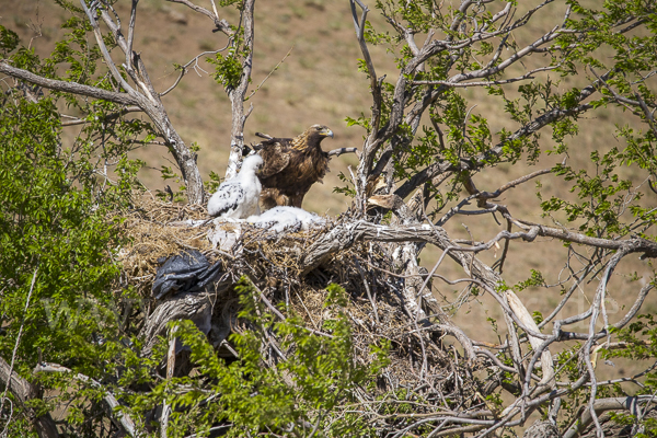 Steinadler (Aquila chrysaetos)