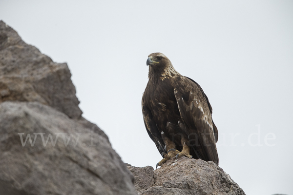 Steinadler (Aquila chrysaetos)