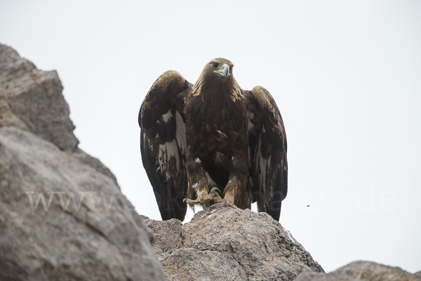 Steinadler (Aquila chrysaetos)