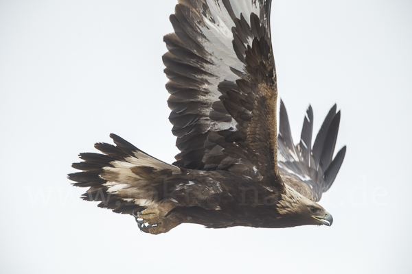 Steinadler (Aquila chrysaetos)