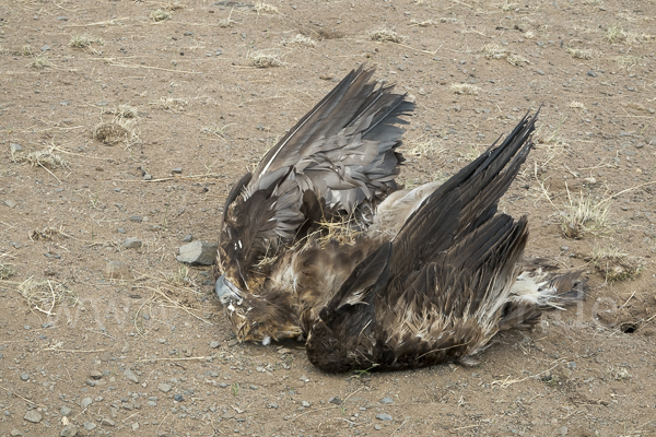 Steinadler (Aquila chrysaetos)