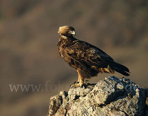 Steinadler (Aquila chrysaetos)