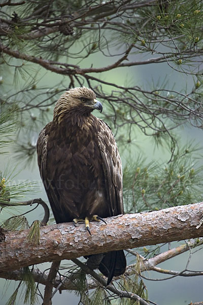 Steinadler (Aquila chrysaetos)