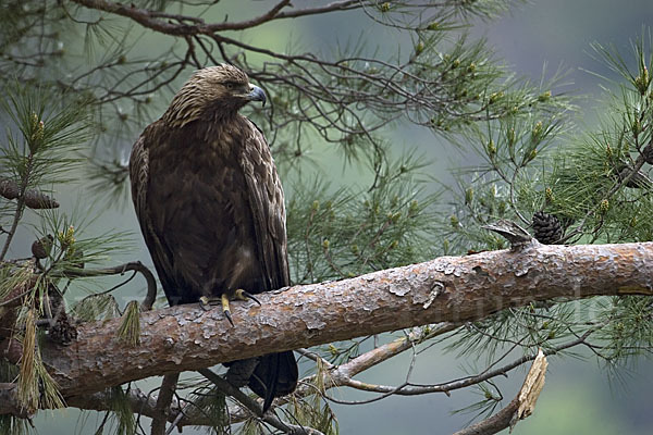 Steinadler (Aquila chrysaetos)