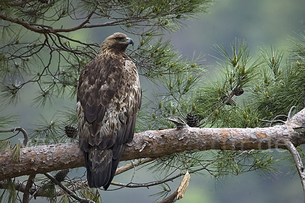 Steinadler (Aquila chrysaetos)