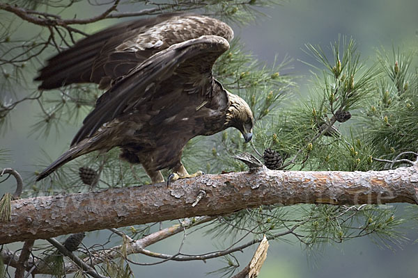 Steinadler (Aquila chrysaetos)