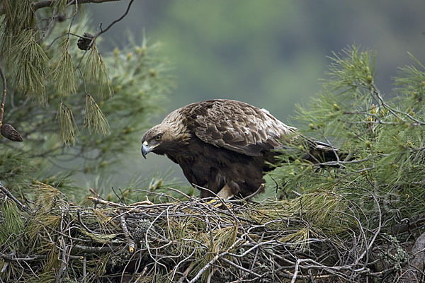 Steinadler (Aquila chrysaetos)