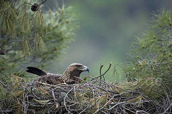 Steinadler (Aquila chrysaetos)