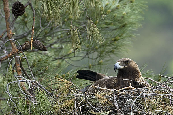 Steinadler (Aquila chrysaetos)