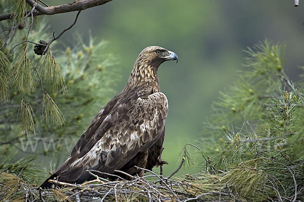 Steinadler (Aquila chrysaetos)