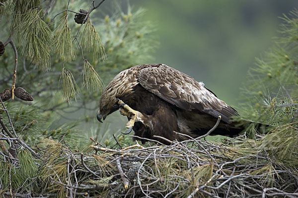 Steinadler (Aquila chrysaetos)