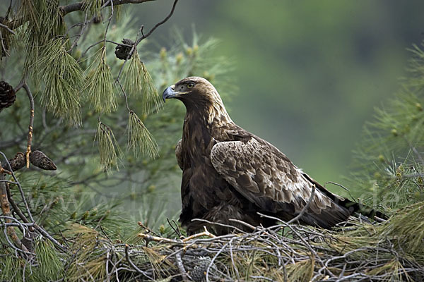 Steinadler (Aquila chrysaetos)