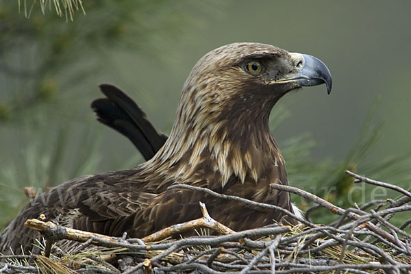 Steinadler (Aquila chrysaetos)