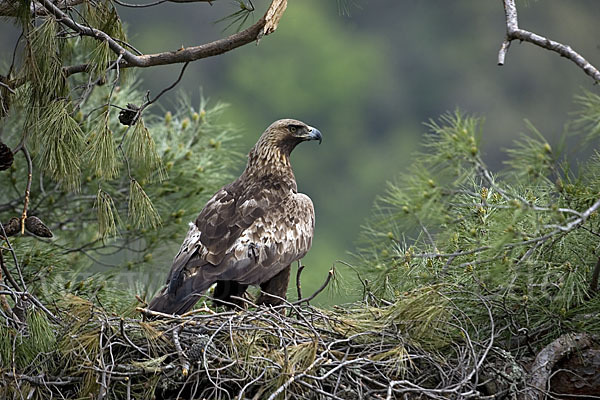 Steinadler (Aquila chrysaetos)