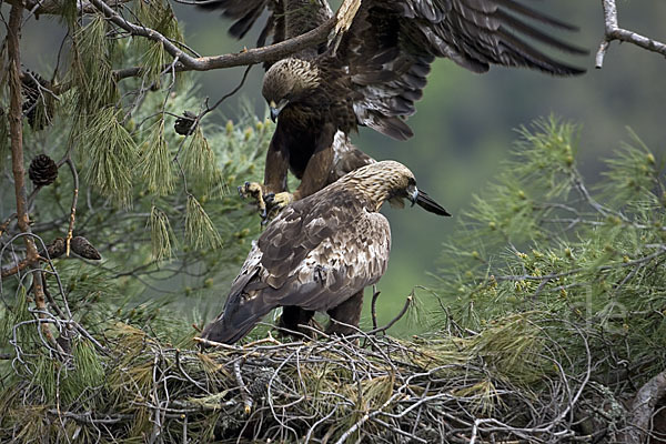 Steinadler (Aquila chrysaetos)