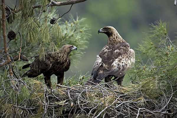 Steinadler (Aquila chrysaetos)