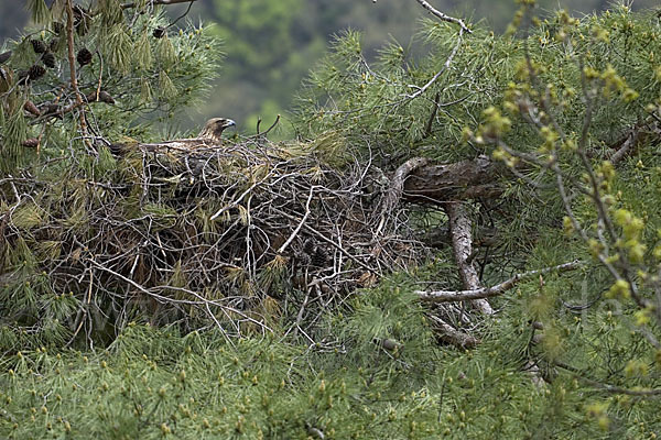 Steinadler (Aquila chrysaetos)