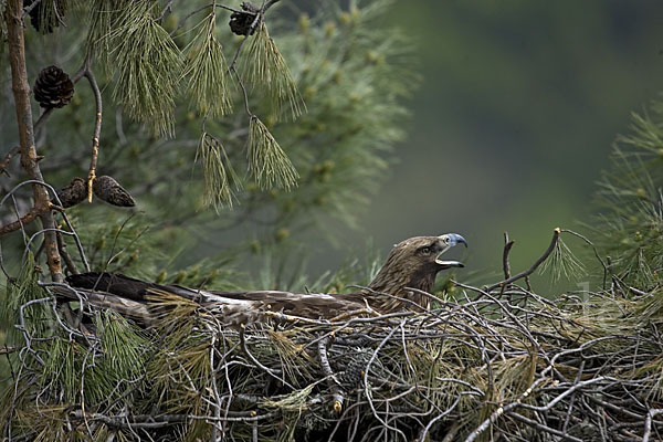 Steinadler (Aquila chrysaetos)