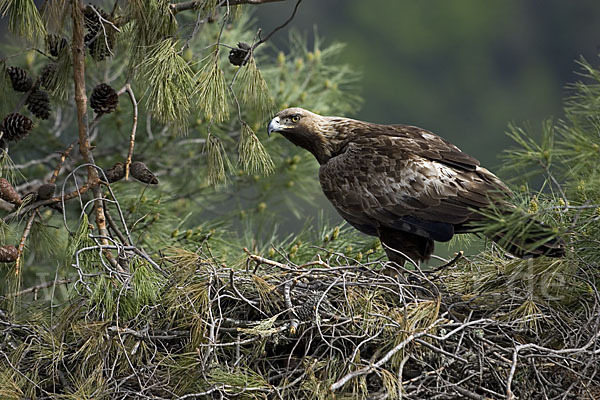 Steinadler (Aquila chrysaetos)