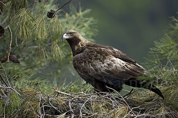 Steinadler (Aquila chrysaetos)