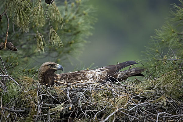 Steinadler (Aquila chrysaetos)