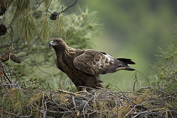 Steinadler (Aquila chrysaetos)