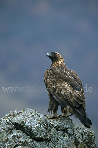 Steinadler (Aquila chrysaetos)