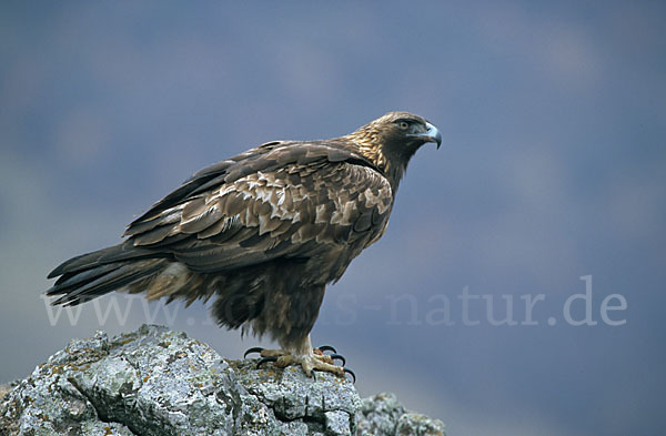 Steinadler (Aquila chrysaetos)