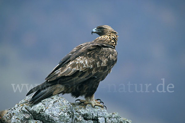 Steinadler (Aquila chrysaetos)