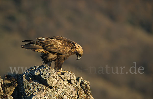 Steinadler (Aquila chrysaetos)