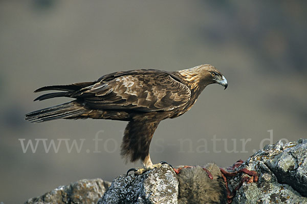 Steinadler (Aquila chrysaetos)