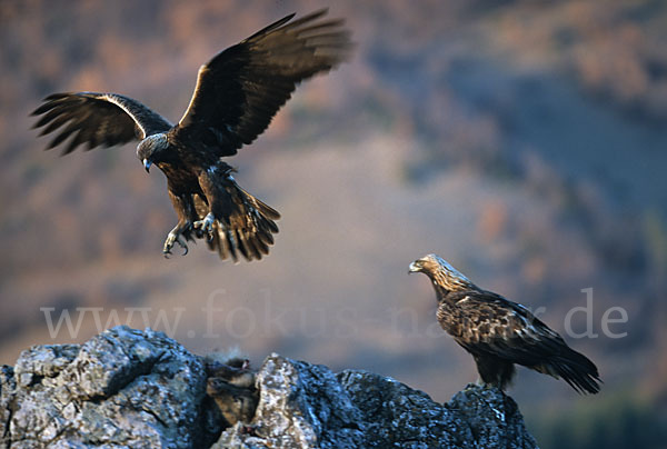 Steinadler (Aquila chrysaetos)